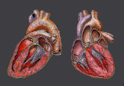 Диагностика и лечение пороков сердца