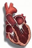 Диагностика и лечение кардиомиопатии сердца